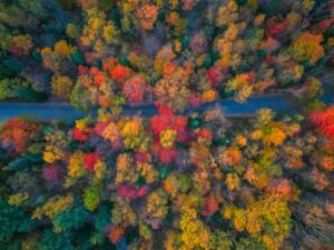 Deconstructing the Business Organism: What is a Business Function Beyond a Departmental Label?