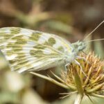 Unlocking the Secrets of the “Pura Vida” Lifestyle: Beyond Tropical Beaches